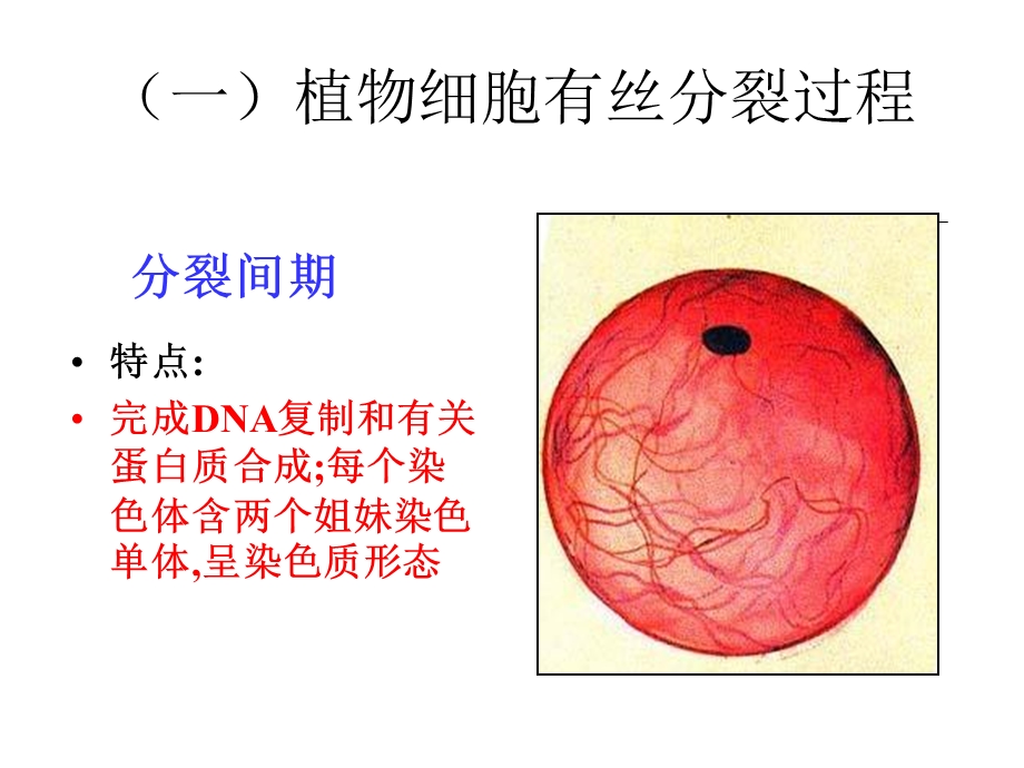 人教版教学课件生物人教版必修一细胞增殖课件PPT文档.ppt_第3页