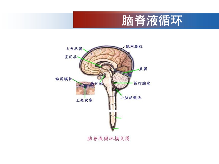 内科护理学第九章神经系统疾病患者的护理PPT第七节 神经系统常见诊疗技术及护理文档资料.ppt_第3页