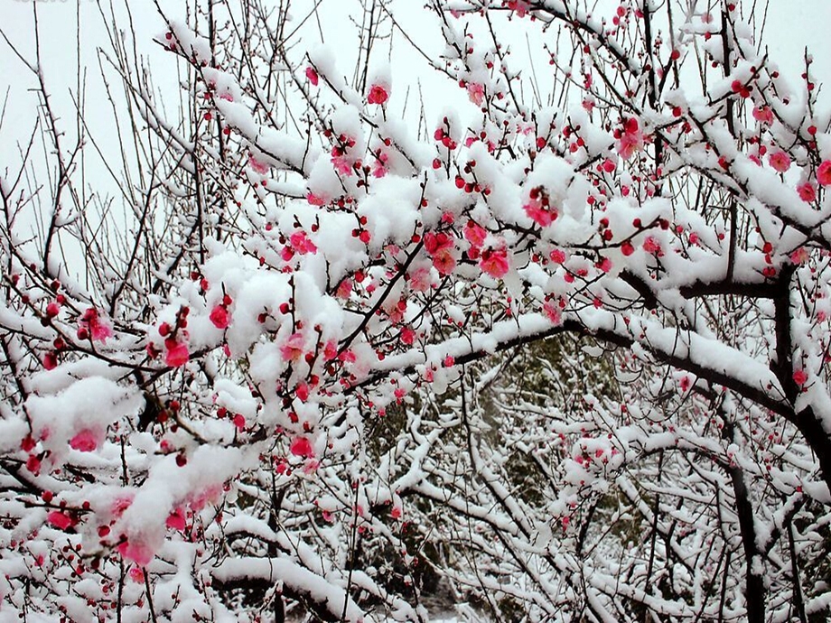 雪花带来冬天的梦课件[精选文档].ppt_第3页