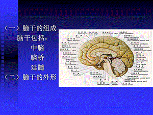 脑干、小脑间脑和端脑文档资料.ppt