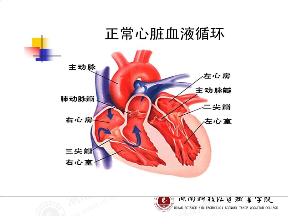 循环系统疾第六节瓣膜病病人护理文档资料.ppt_第3页