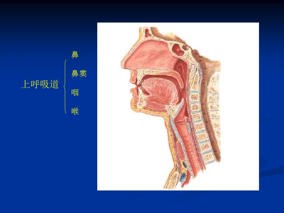 机械通气的临床应用研究生课程ppt课件文档资料.ppt_第2页