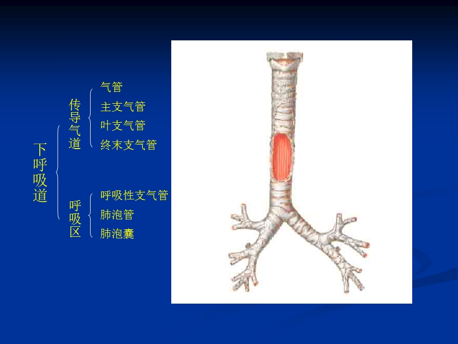 机械通气的临床应用研究生课程ppt课件文档资料.ppt_第3页