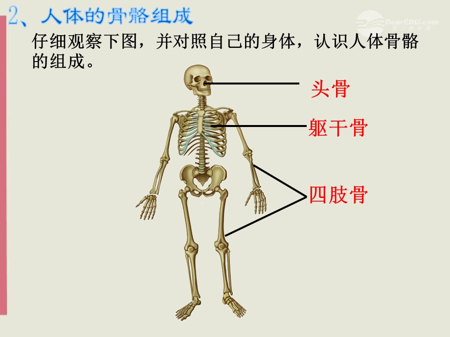 关节上册人体的支持与运动课件2苏科版精选文档.ppt_第2页