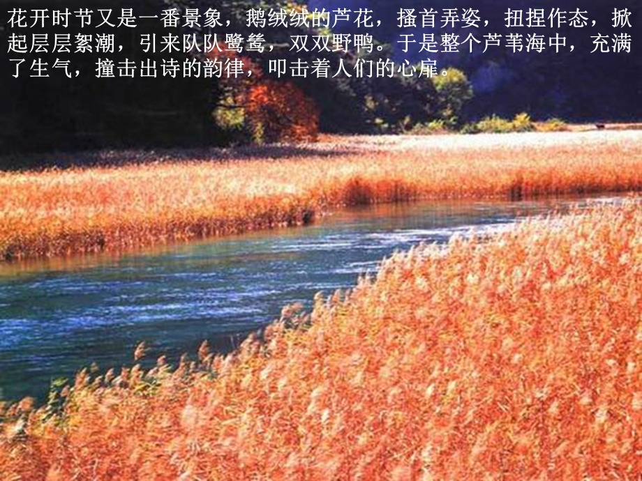 《芦花荡》PPT.ppt_第2页