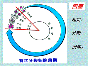 陕西省三原县北城中学高一生物必修二课件：6.1.2植物细胞细胞有丝分高考文档资料.ppt