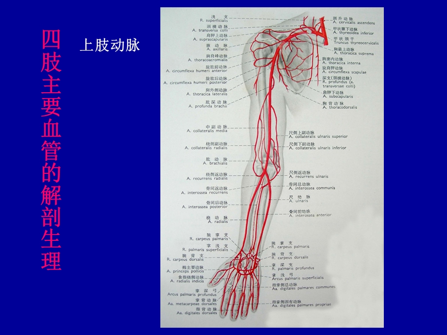 四肢血管损伤的诊断与处理文档资料.ppt_第3页