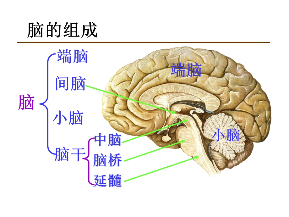 中枢神经系统——脑ppt课件PPT文档.ppt_第1页