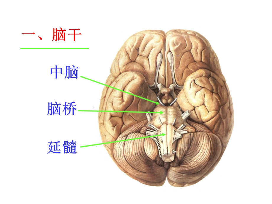 中枢神经系统——脑ppt课件PPT文档.ppt_第2页