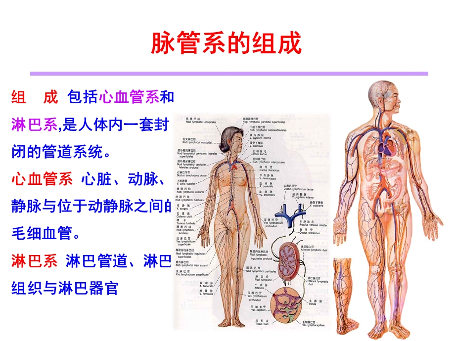 脉管学总论与心脏文档资料.ppt_第1页