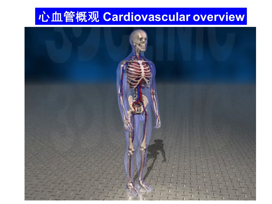 脉管学总论与心脏文档资料.ppt_第3页