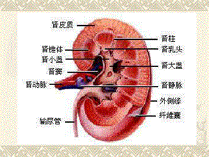 肾癌的治疗与护理[指南]文档资料.ppt