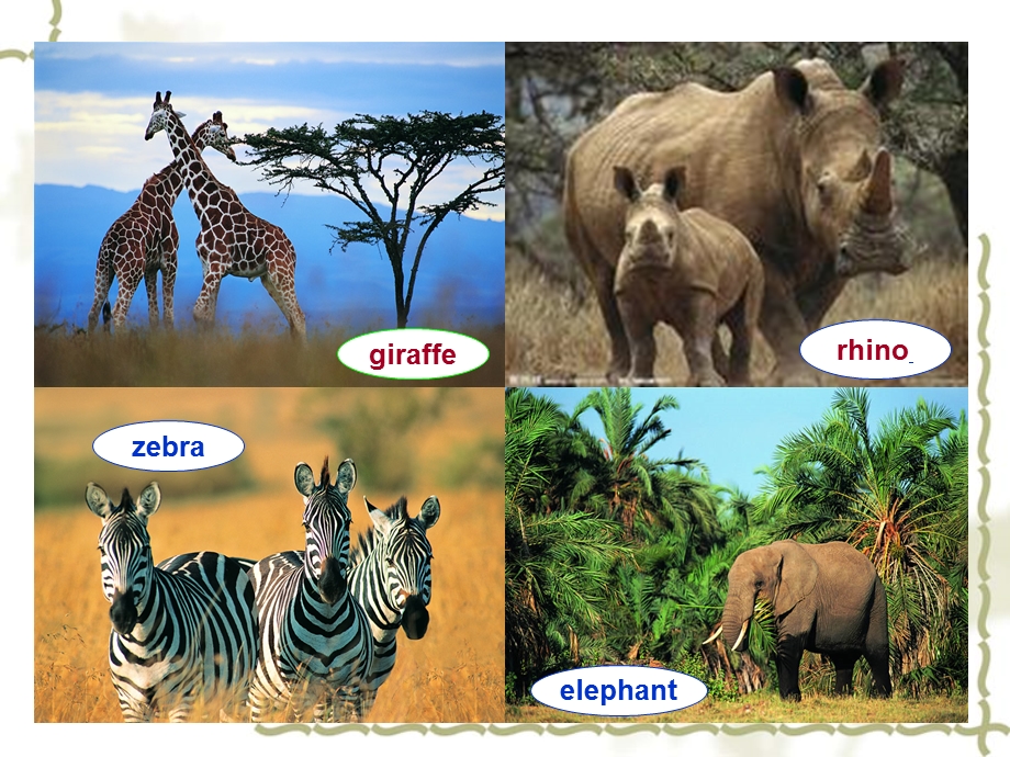 AstudentofAfricanwildlife课件.ppt_第3页