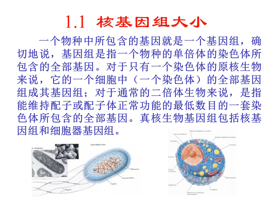 分子生物学课件第01章细胞核基因组PPT文档.ppt_第1页