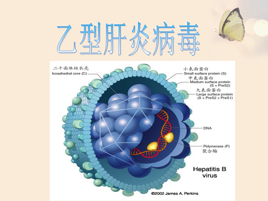 乙型肝炎病毒海口乙肝医院文档资料.ppt_第1页