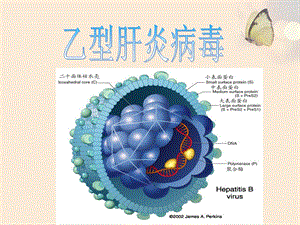 乙型肝炎病毒海口乙肝医院文档资料.ppt