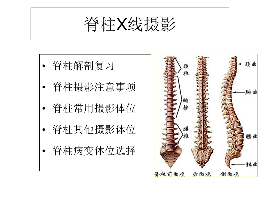 脊柱线摄影位置课件文档资料.ppt_第1页