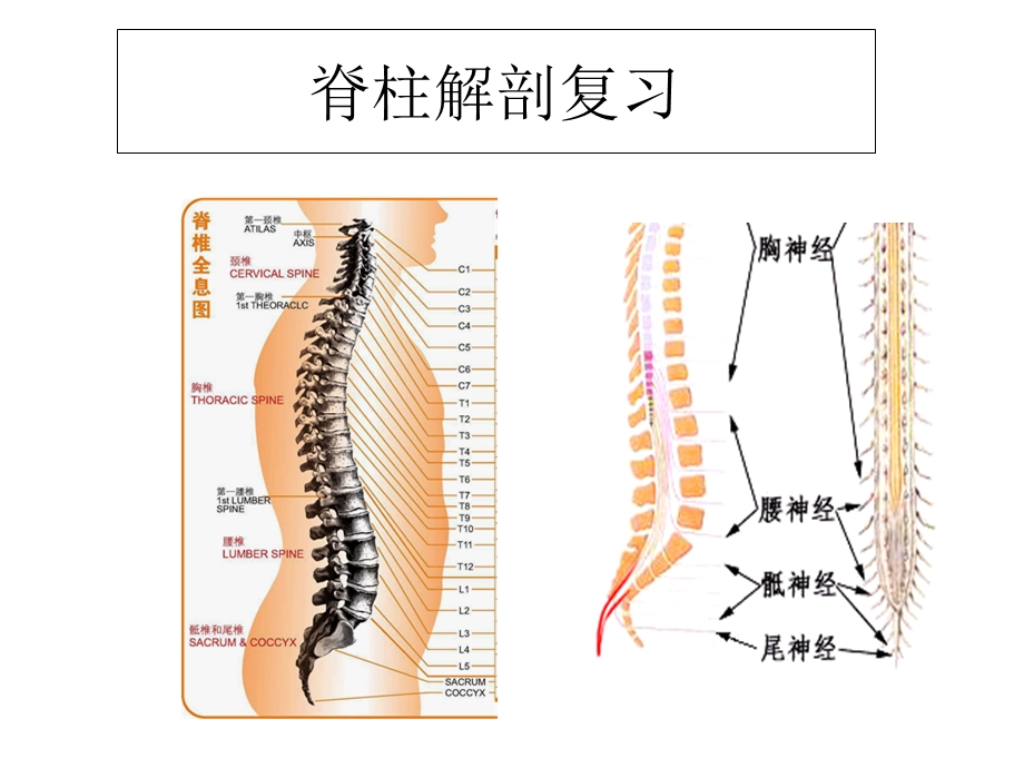 脊柱线摄影位置课件文档资料.ppt_第3页