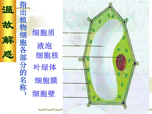 指出植物细胞各部分的名称文档资料.ppt