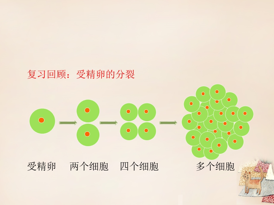 七年级生物上册 4.1 细胞分化形成组织课件2 北师大版文档资料.ppt_第1页