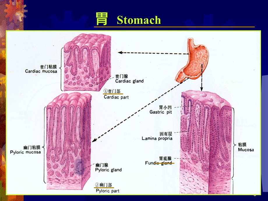 胃疾病课件文档资料.ppt_第3页