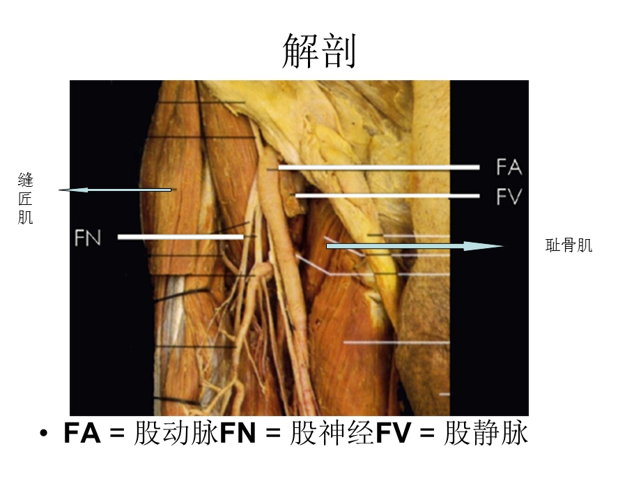 超声引导股神经阻滞课件文档资料.ppt_第1页