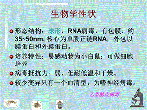 卫校讲稿第17次流行性乙型脑炎1PPT文档.ppt