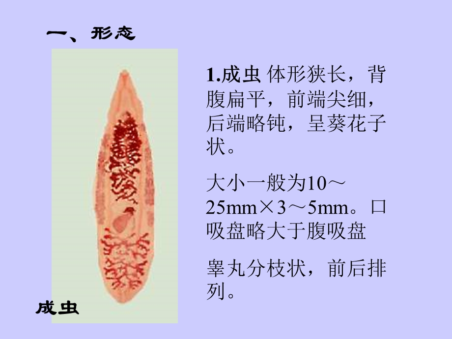 人体寄生虫实验肝和胆管寄生虫精选文档.ppt_第2页