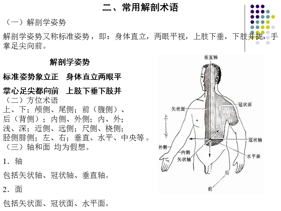 人体解剖学课件全文档资料.ppt_第3页