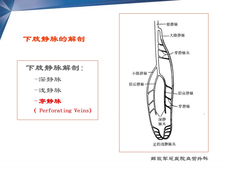 穿静脉在下肢静脉曲张中的作用名师编辑PPT课件.ppt_第2页