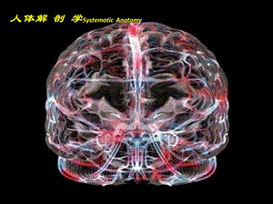 最新人体解剖学PPT文档.pptx