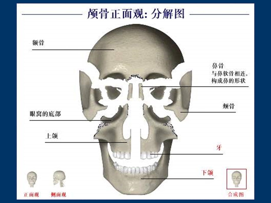 口腔颌面颈部系统解剖PPT文档.ppt_第3页