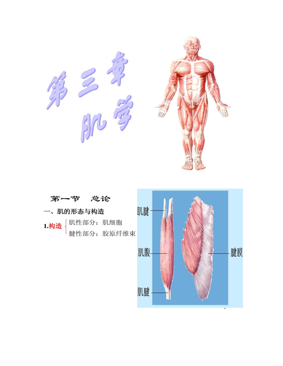 运动解剖学(肌学)汇总.doc_第1页