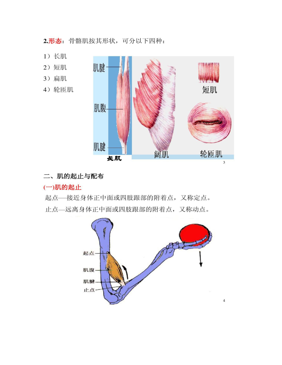 运动解剖学(肌学)汇总.doc_第2页