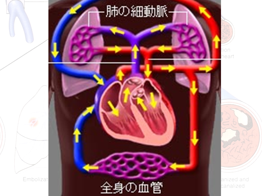 局部血液循环障碍ppt课件文档资料.ppt_第2页