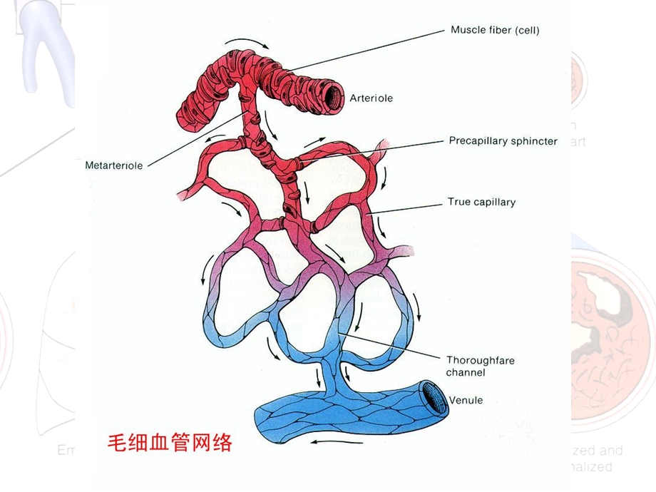 局部血液循环障碍ppt课件文档资料.ppt_第3页