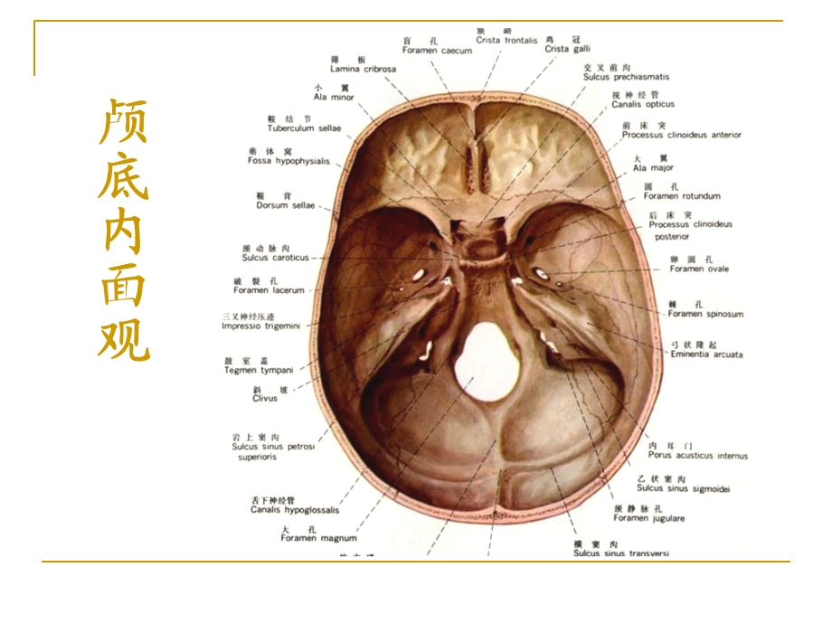 0487颅底结构的影像解剖及病变分析肖慧文档资料.ppt_第2页