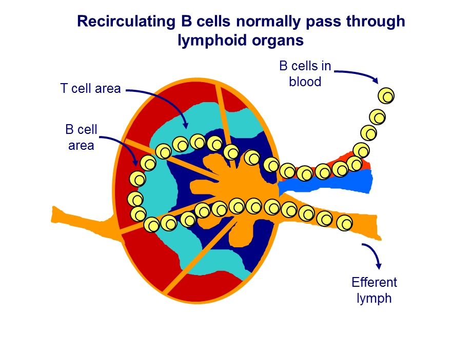 最新B淋巴细胞活化文档资料.ppt_第3页