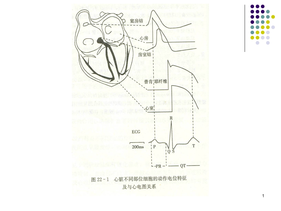 山东大学药理学研究所丁华dinghuasdueducnPPT文档.ppt_第1页