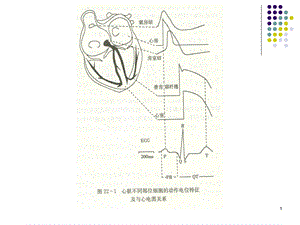 山东大学药理学研究所丁华dinghuasdueducnPPT文档.ppt