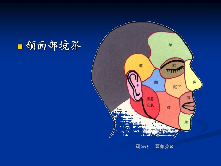 口腔解剖生理学PPT文档.ppt_第1页