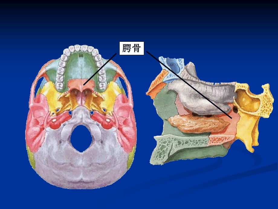 口腔解剖生理学PPT文档.ppt_第3页