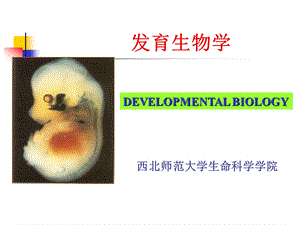 A发育生物学绪论名师编辑PPT课件.ppt