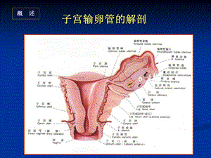 子宫输卵管造影和输卵管再通术PPT文档.ppt