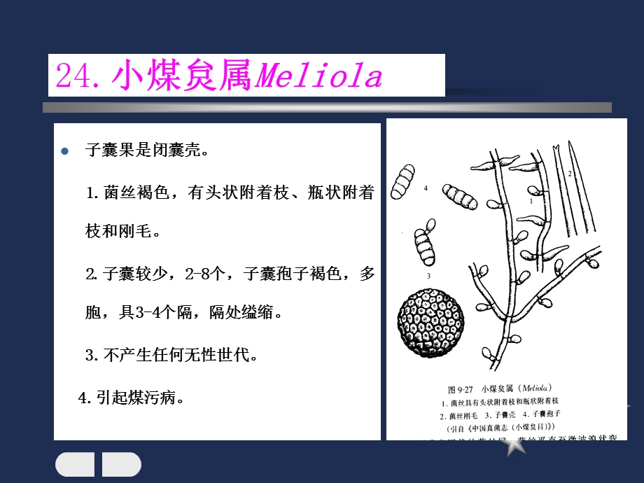 普通植物病理学第二章第三节精选文档.ppt_第1页