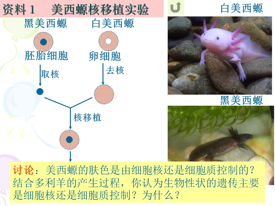 人教版教学课件3.3细胞核──系统的控制中心精选文档.ppt_第3页