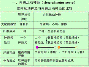 内脏神经(上课讲义)文档资料.ppt