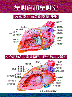 心脏解剖图med126com名师编辑PPT课件.ppt