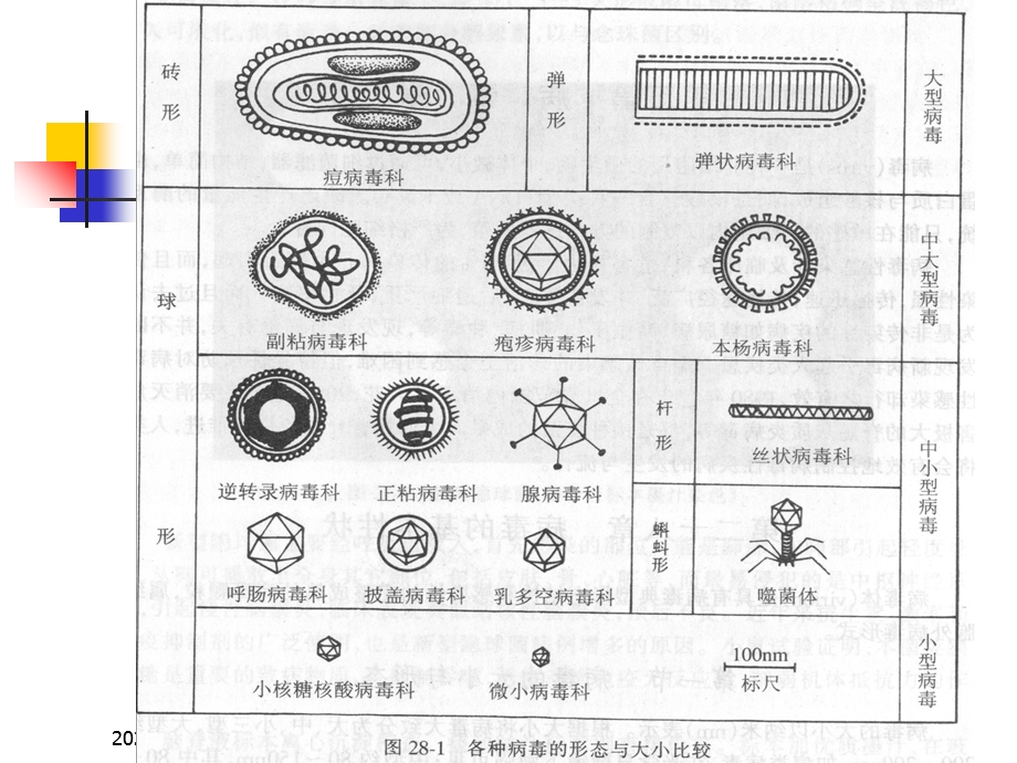 医学微生物学课件第20章 病毒的基本性状文档资料.ppt_第2页