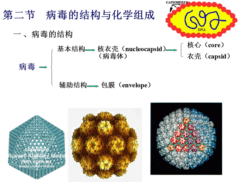 医学微生物学课件第20章 病毒的基本性状文档资料.ppt_第3页